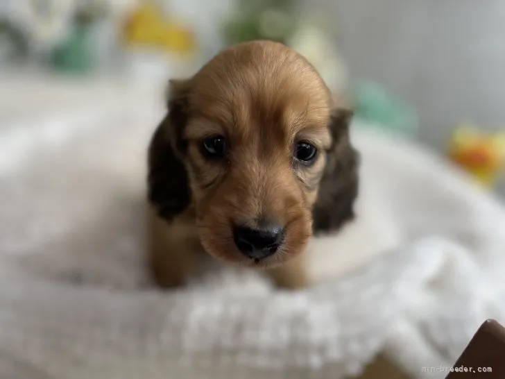 ID:2204-03993の子犬