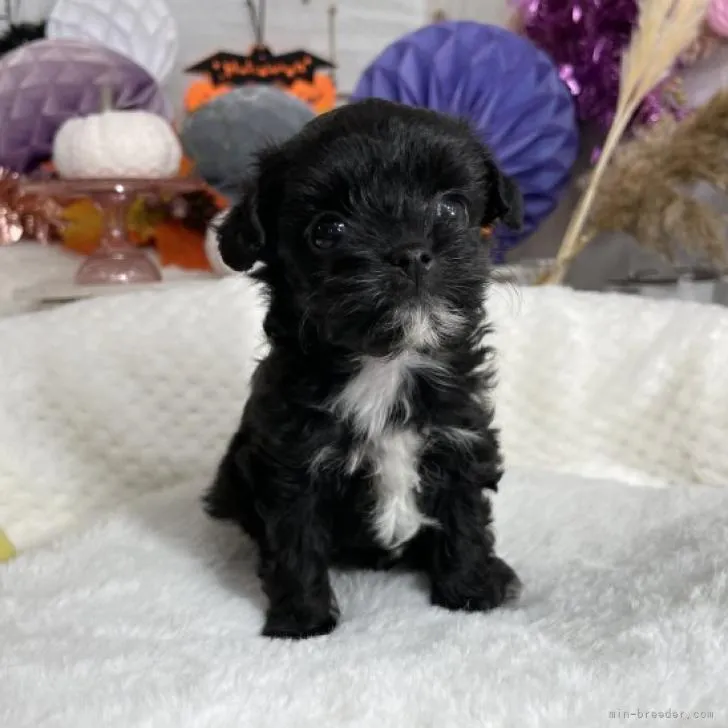 ID:2210-02645の子犬