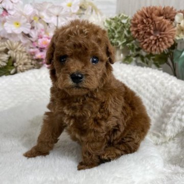 トイプードル(トイ)【京都府・女の子・2023年3月3日・レッド】の写真「元気いっぱいの可愛い女の子です♡」