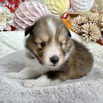 シェットランドシープドッグ【京都府・男の子・2023年8月21日・セーブル&ホワイト】の写真「可愛い男の子です♪」