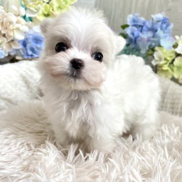 ミックス(チワワ×マルチーズ)【京都府・女の子・2023年4月17日・ホワイト】の写真「真っ白な、ふわふわ女の子♫」