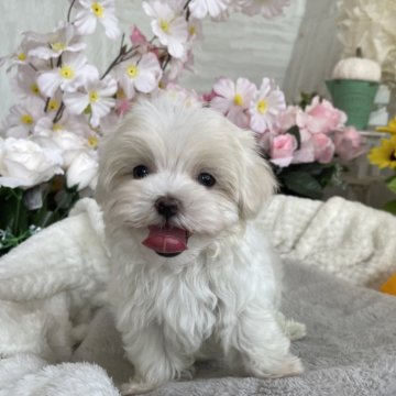 マルチーズ【京都府・男の子・2024年4月24日・ホワイト】の写真「愛嬌のあるもふもふの男の子です♫」