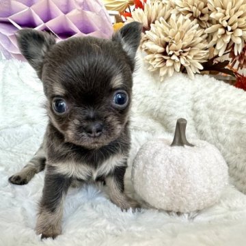 チワワ(ロング)【京都府・女の子・2023年8月4日・ブルータン】の写真「クリクリお目目の可愛い女の子です♪」