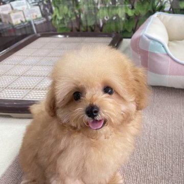 トイプードル(タイニー)【京都府・女の子・2024年7月17日・アプリコット】の写真「ドワーフタイプの可愛い女の子です♫」