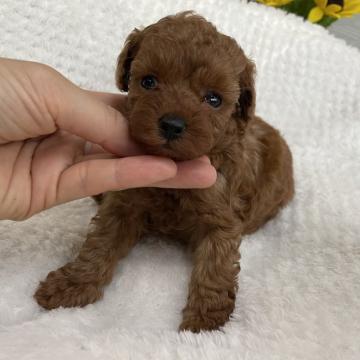 トイプードル(トイ)【京都府・女の子・2022年6月14日・レッド】の写真「ちびちびサイズ！可愛い女の子です♫」