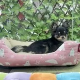 チワワ(ロング)【京都府・女の子・2023年10月25日・ブラックタン&ホワイト】の写真1