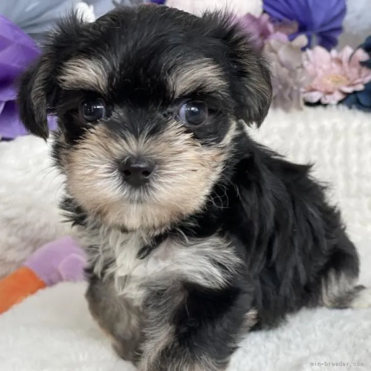 ID：2209-01882の子犬