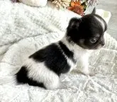 チワワ(ロング)【京都府・女の子・2023年8月4日・ブラッククリーム&ホワイト】の写真4「9月13日撮影」