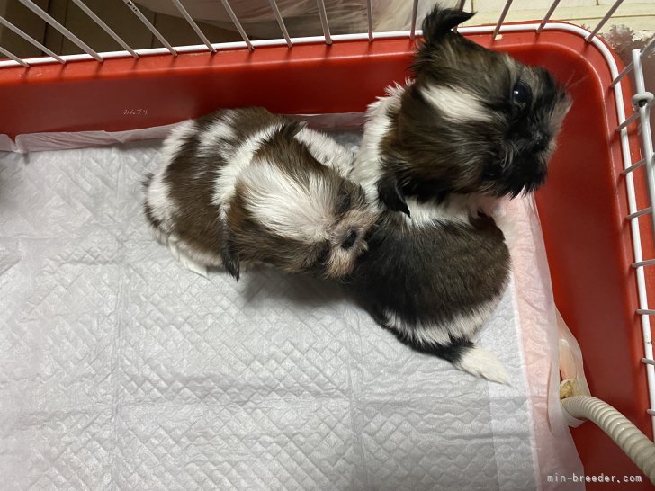 藤井かおるブリーダーのブログ：チビコロ兄妹🐶