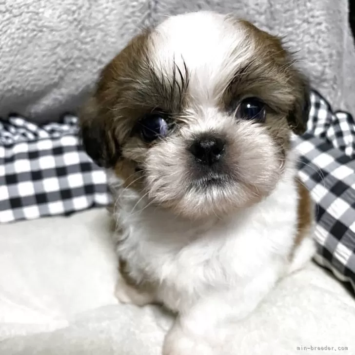 シーズー【兵庫県・男の子・2025年2月21日・ホワイト&amp;ゴールド】の写真1「イケメンです🐶」