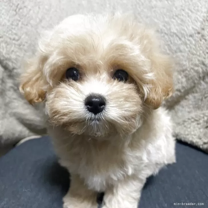 マルプー(トイプードル×マルチーズ)【兵庫県・女の子・2025年9月30日・クリーム】の写真1