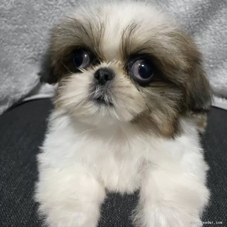 ID:2501-07283の子犬