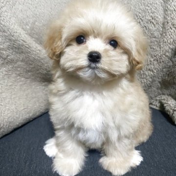 マルプー(トイプードル×マルチーズ)【兵庫県・女の子・2025年9月26日・クリーム】の写真「❤️パワフルガールの可愛いマルプーちゃん❤️」