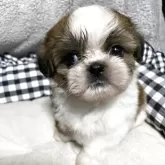 シーズー【兵庫県・男の子・2025年2月21日・ホワイト&ゴールド】の写真1「イケメンです🐶」