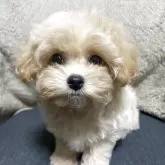 マルプー(トイプードル×マルチーズ)【兵庫県・女の子・2025年9月30日・クリーム】の写真1