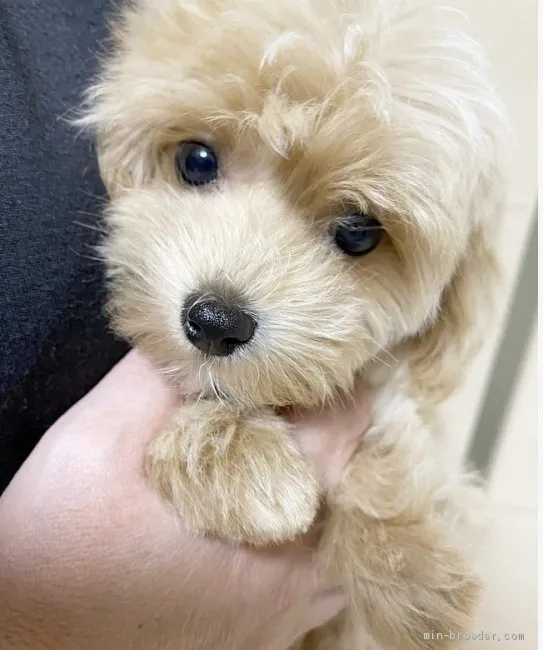 ID:2010-03271の子犬