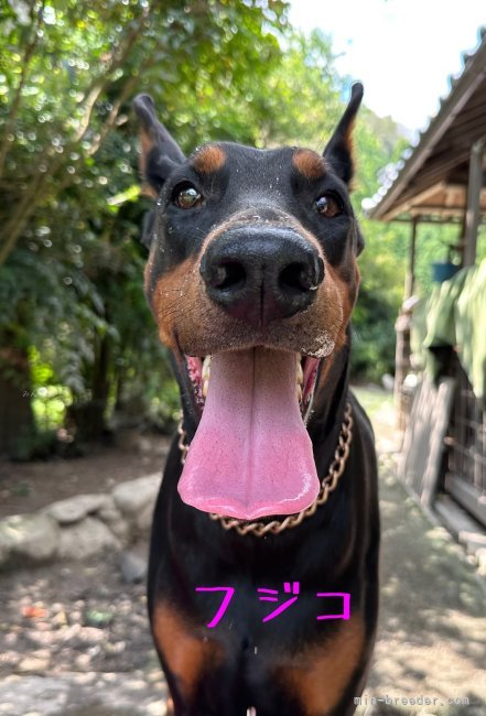 長澤　美佐(ながさわ　みさ)ブリーダー(岡山県・ドーベルマン・PD（警察犬協会）登録)の紹介写真7