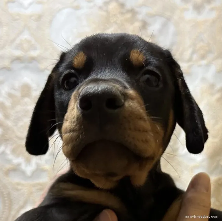 ID：2302-01802の子犬