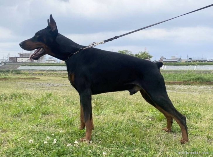 ドーベルマン【・男の子・2019年10月21日・ブラックタン】