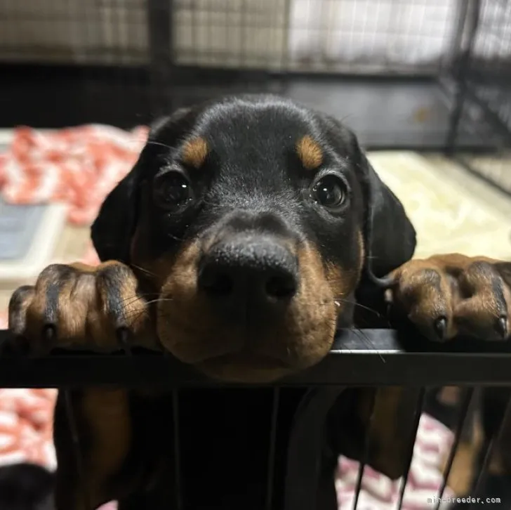 ID：2302-01796の子犬