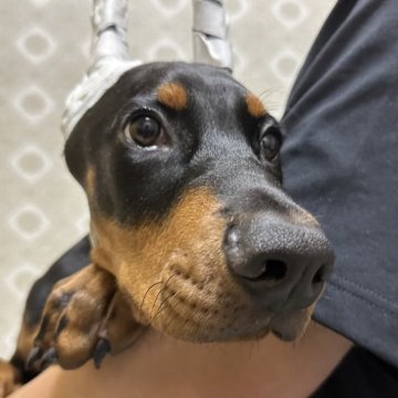 ドーベルマン【岡山県・男の子・2023年11月18日・ブラックタン】の写真「アメリカンとヨーロピアンのハイブリット君です♡」