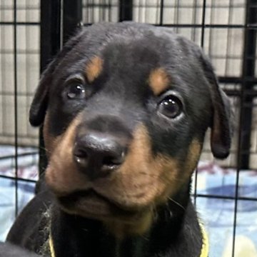 ドーベルマン【岡山県・男の子・2023年3月21日・ブラックタン】の写真「骨太なヨーロッパタイプのドーベルマンです」