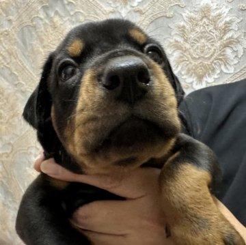 ドーベルマン【岡山県・男の子・2023年11月21日・ブラックタン】の写真「コロコロ骨太！ヨーロピアンタイプです。」