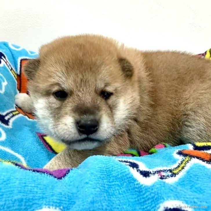 ブリーダー画像