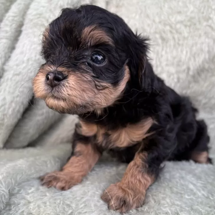 チワプー(チワワ×トイプードル)【東京都・女の子・2025年9月15日・ブラック&amp;タン】の写真1