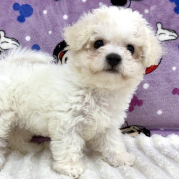 ビションフリーゼ【東京都・女の子・2025年8月15日・ホワイト】の写真「💖小体型ビションちゃん、小さくて可愛い」