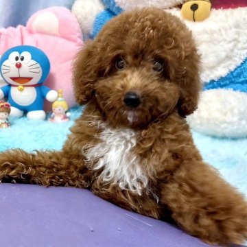 トイプードル(トイ)【東京都・男の子・2025年6月23日・レッド】の写真「💖元気いっぱいの子です」