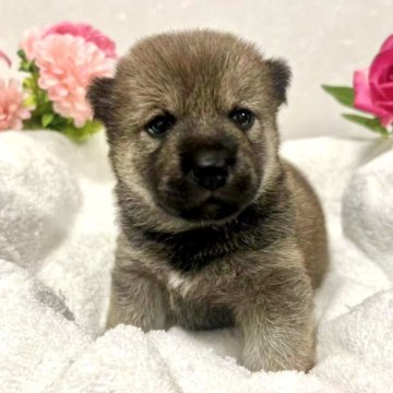 柴犬(標準サイズ)【東京都・女の子・2025年8月8日・赤】の写真「💖 癒し系、小さくて可愛い」