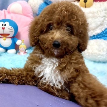 トイプードル(トイ)【東京都・男の子・2025年6月23日・レッド】の写真「💖元気いっぱいの子です」