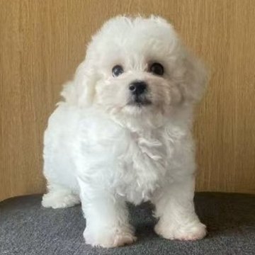 ビションフリーゼ【東京都・男の子・2025年6月14日・ホワイト】の写真「💖小体型ビションちゃん、小さくて可愛い」
