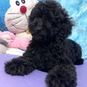 トイプードル(トイ)【東京都・男の子・2025年6月23日・ブラック】の写真「💖元気いっぱいの子です」