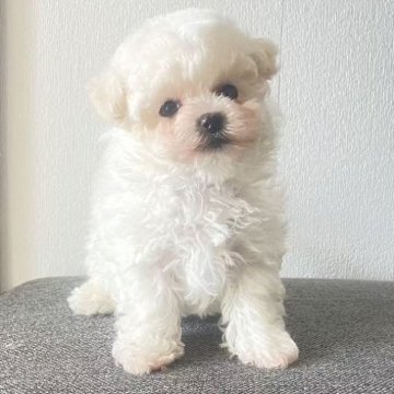 ビションフリーゼ【東京都・女の子・2025年8月15日・ホワイト】の写真「💖小体型ビションちゃん、小さくて可愛い」