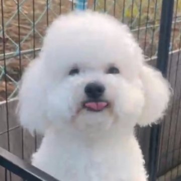 ビションフリーゼ【東京都・男の子・2023年9月9日・ホワイト】の写真「⭐︎顔が可愛い、毛がクリクリで、毛量もすごい！」