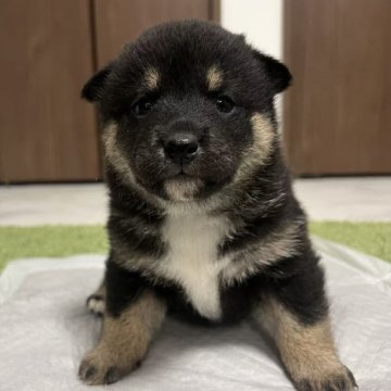 柴犬(標準サイズ)【東京都・女の子・2025年4月30日・黒】の写真「💖小さくて、まん丸、可愛い」