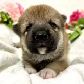 柴犬(標準サイズ)