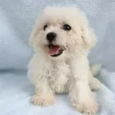 ビションフリーゼ