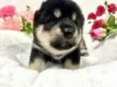 柴犬(標準サイズ)【東京都・女の子・2025年7月27日・黒】の写真7