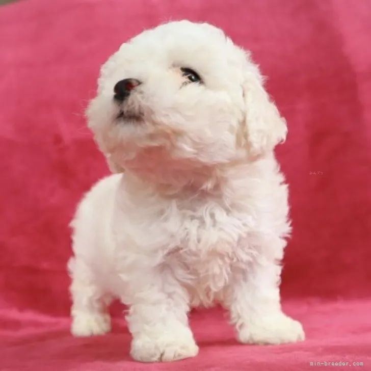TM 様のお迎えした子犬