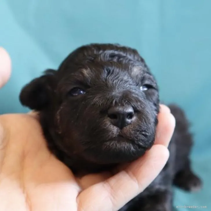 ID：2212-01597の子犬