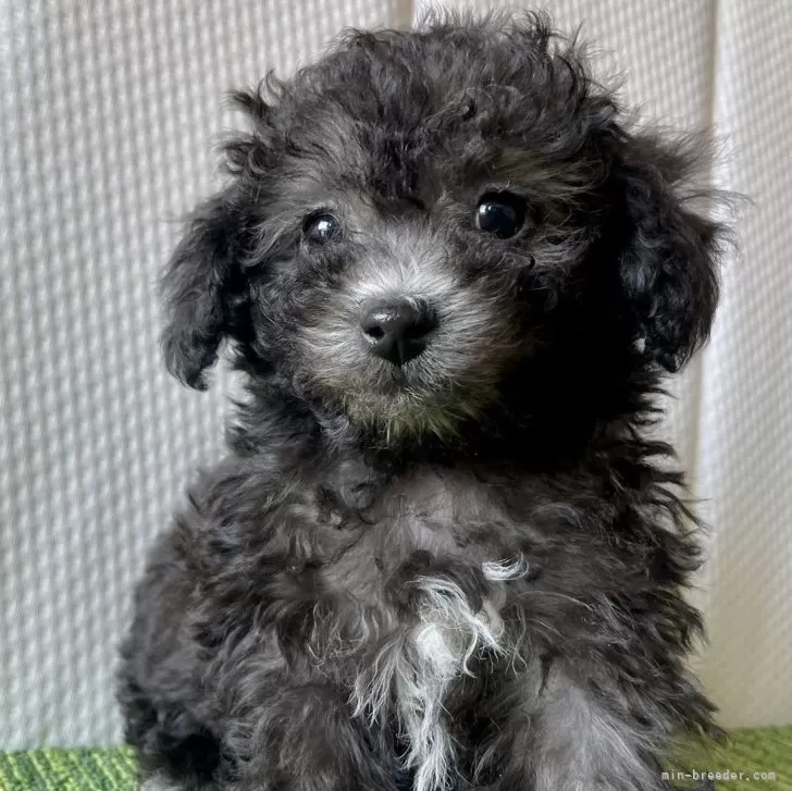 K.M 様のお迎えした子犬