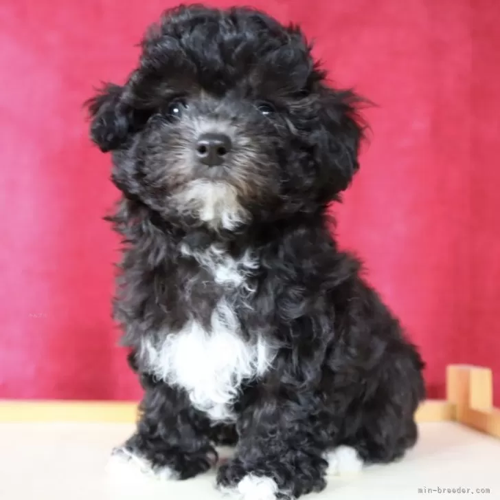 ID：2403-06772の子犬