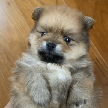 ポメラニアン【東京都・男の子・2023年3月26日・オレンジ】の写真「小さくて、ふわふわ」