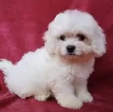 ビションフリーゼ【東京都・男の子・2024年2月25日・ホワイト】の写真1