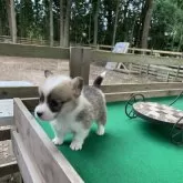 ウェルシュ・コーギー・ペンブローク【茨城県・男の子・2025年10月2日・レッド&ホワイト】の写真10