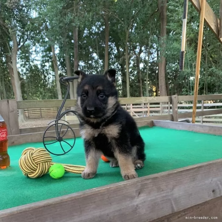 ID：2511-03984の子犬