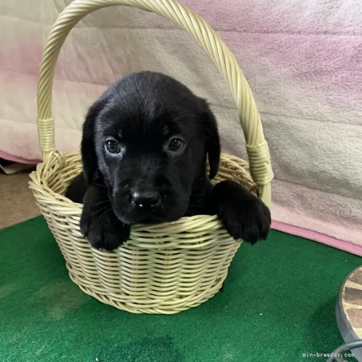 ID：2508-00244の子犬
